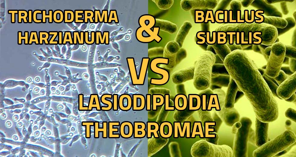 Control de Lasiodiplodia theobromae con microorganismos benéficos